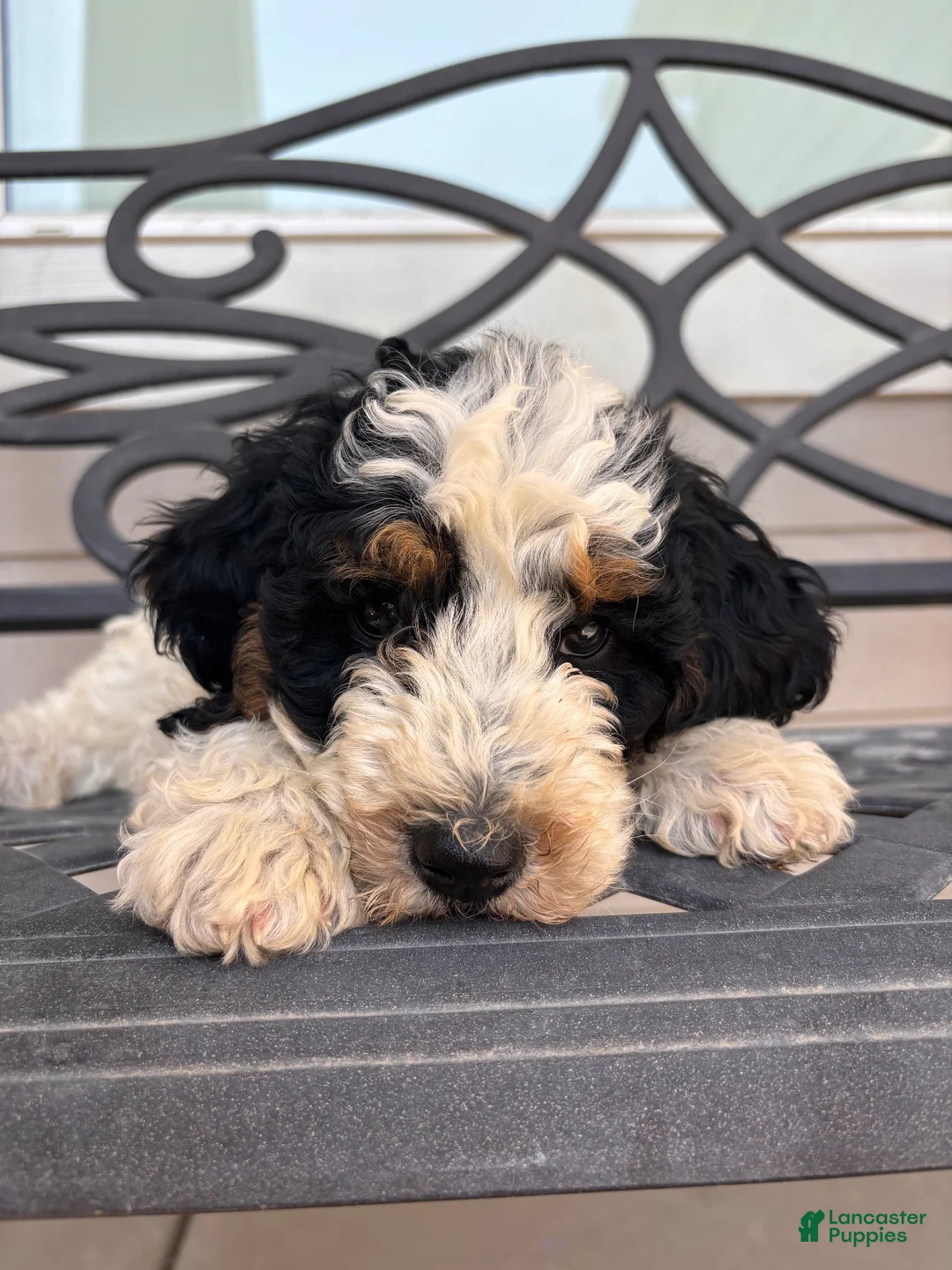 Mini Bernedoodle dogs for sale: Flint - Ad 2