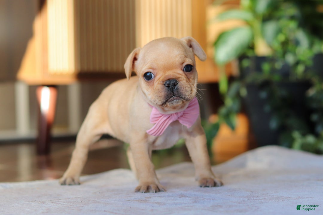 French Bulldog dogs for sale: Hailey - Ad 1
