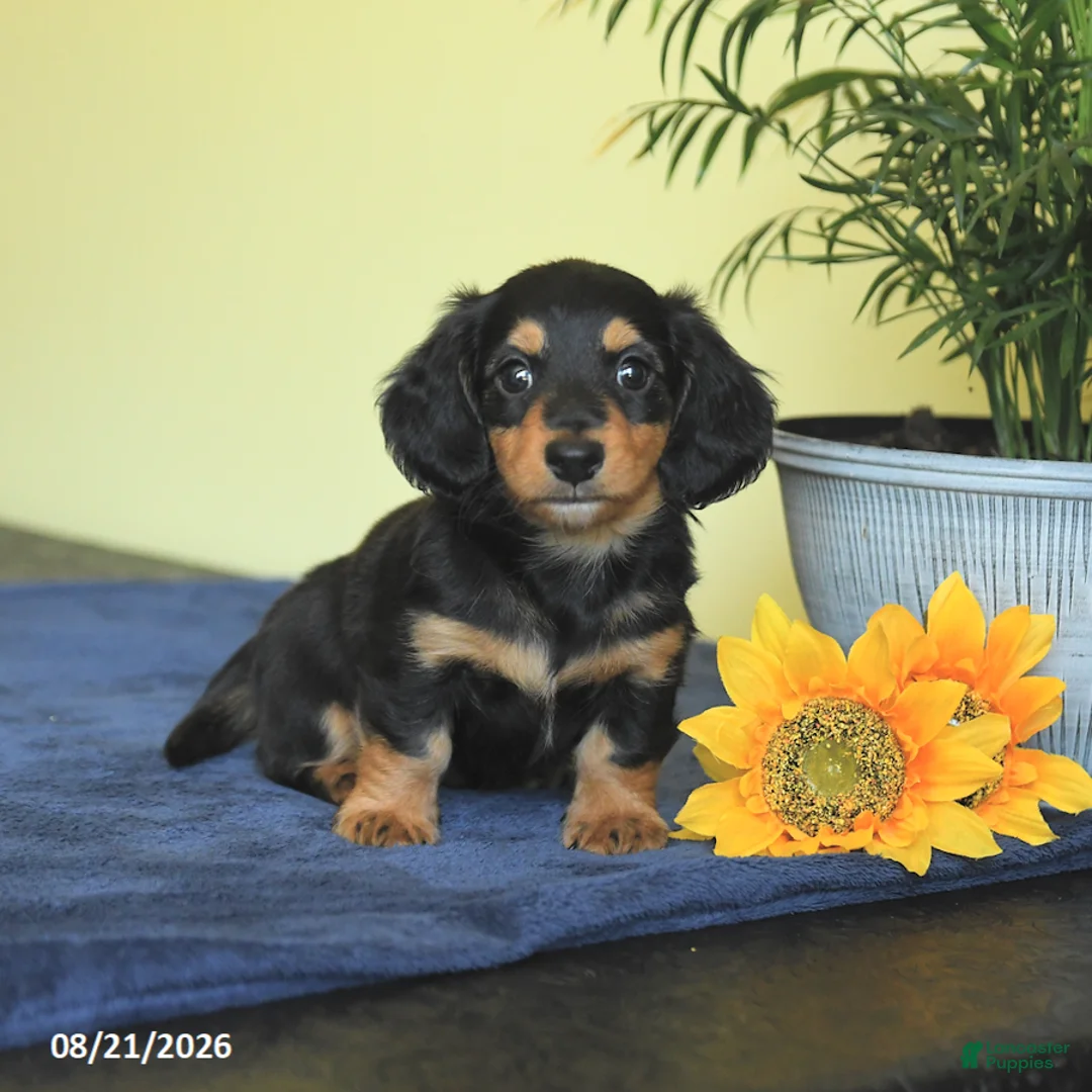 Miniature Dachshund dogs for sale: Matt  - Ad 1