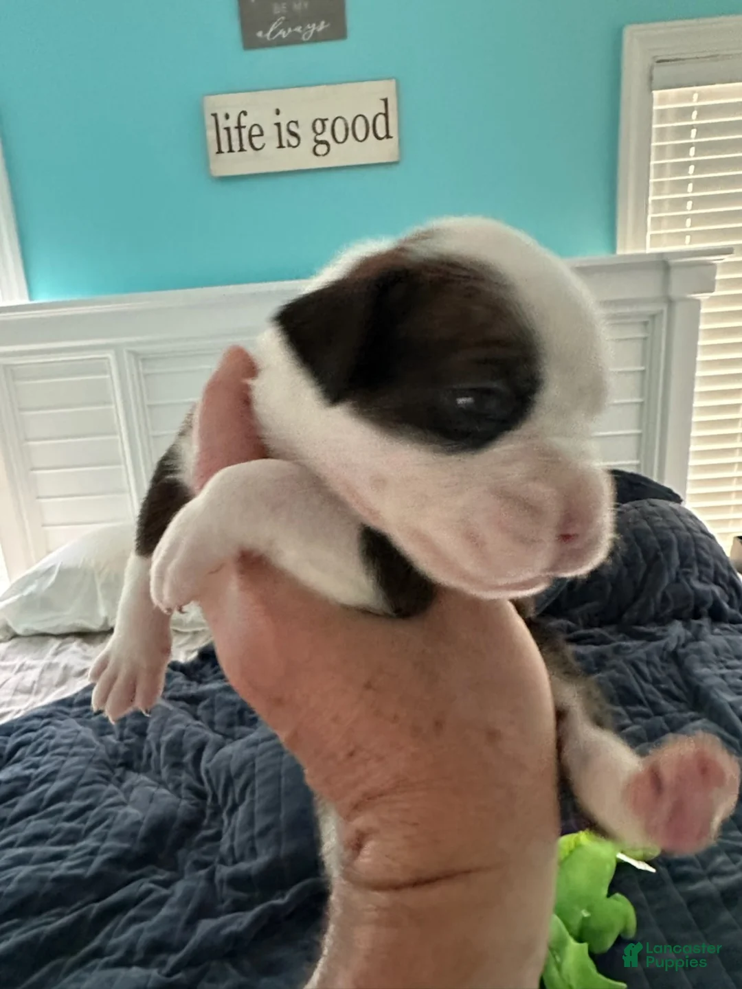 Boxer dogs for sale: Blazer - Ad 4