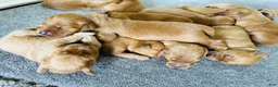 Golden Retriever dogs for sale: Prince  - Ad 13