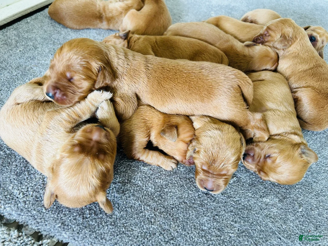 Golden Retriever dogs for sale: Prince  - Ad 13