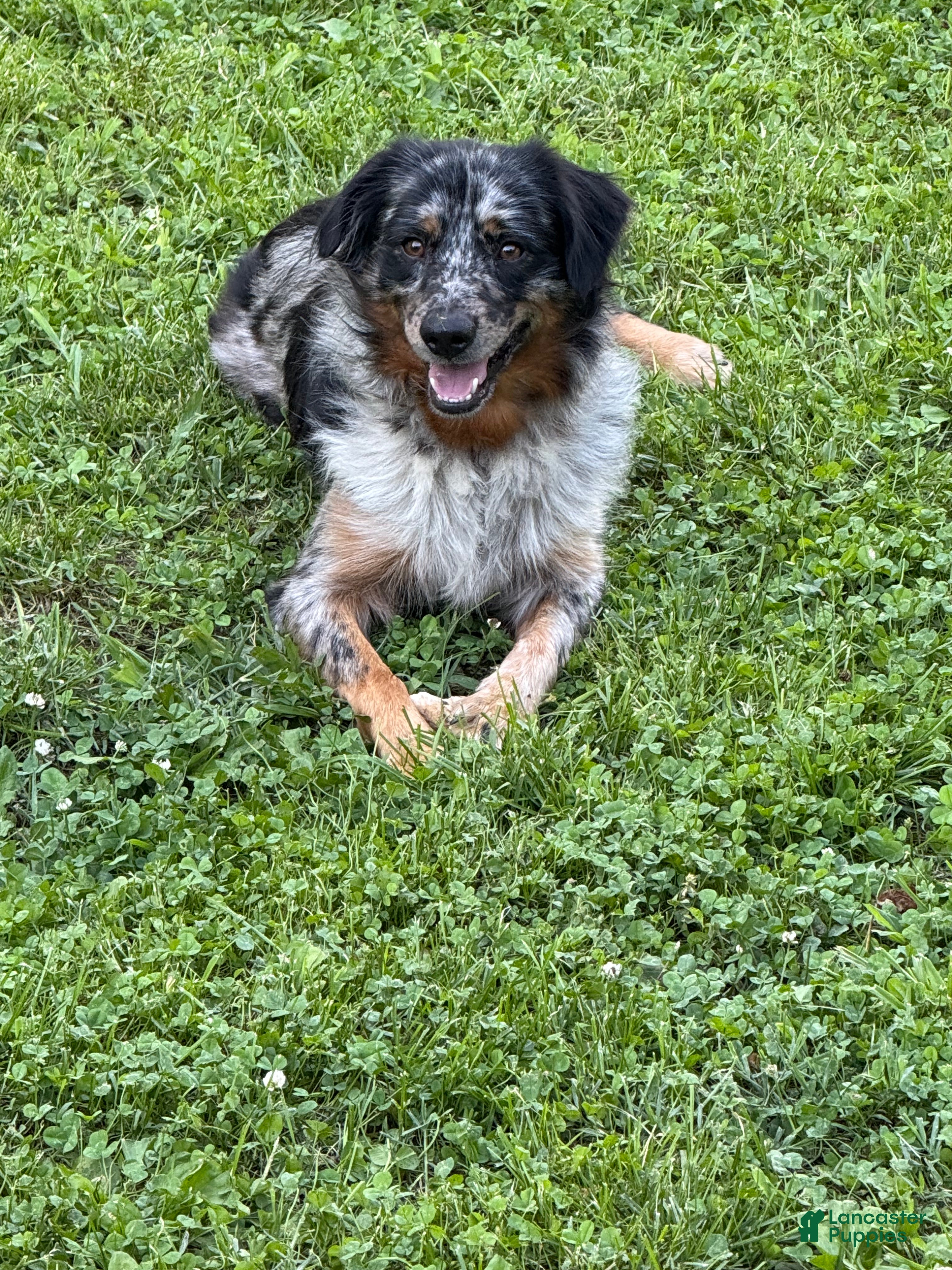 Scout
