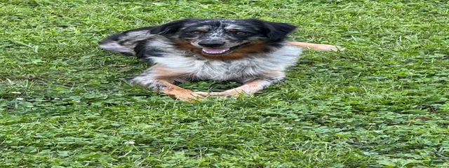 Scout