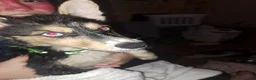 Mixed Breed dogs for sale: Sugar - Ad 13