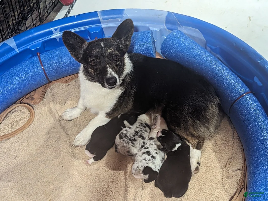 American Corgi dogs for sale: Danny Girl - Ad 5
