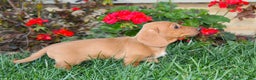 Dachshund dogs for sale: Sasha - Genetic Tested Parents - Ad 10