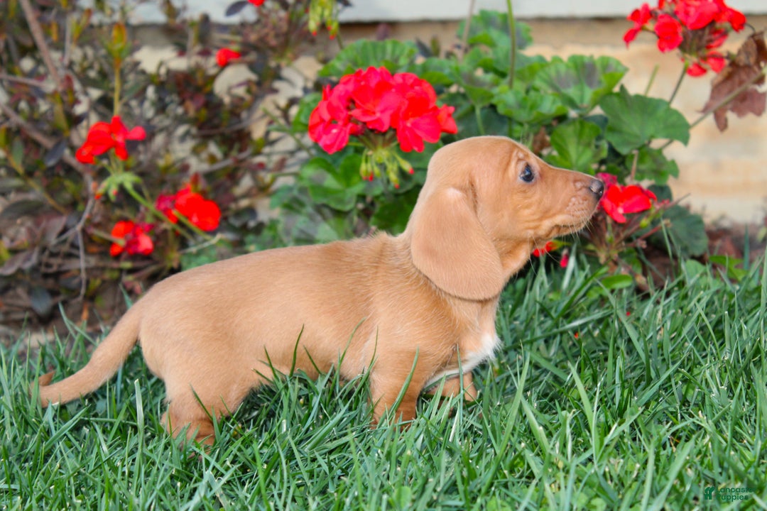 Dachshund dogs for sale: Sasha - Genetic Tested Parents - Ad 10