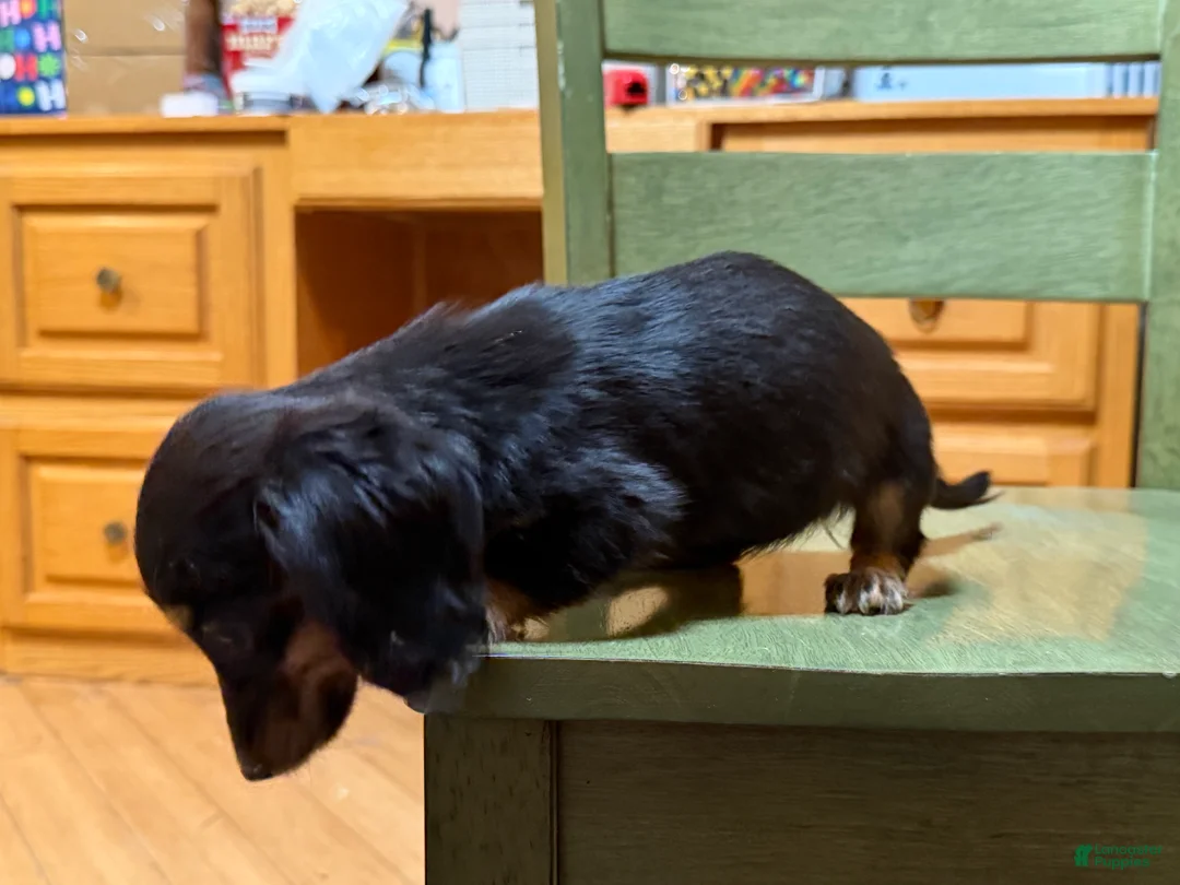 Miniature Dachshund dogs for sale: AKC Russian pra clear - Ad 6