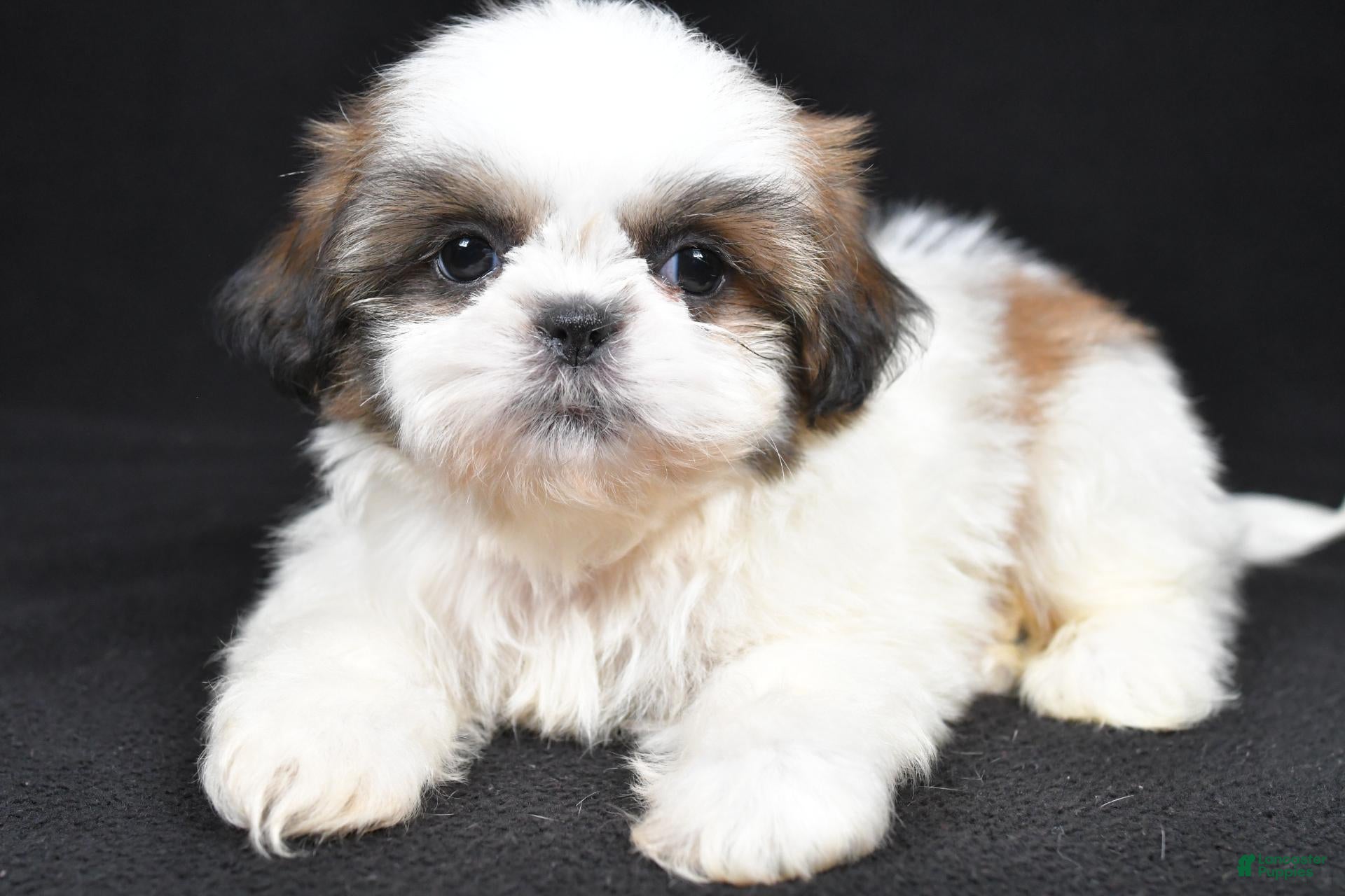 Shih Tzu dogs Gabe - Ad 2