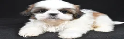 Shih Tzu dogs for sale: Gabe - Ad 2