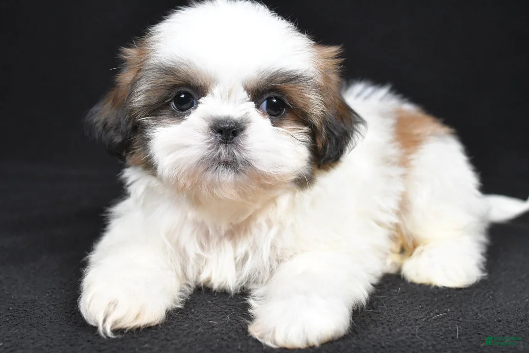 Shih Tzu dogs for sale: Gabe - Ad 2