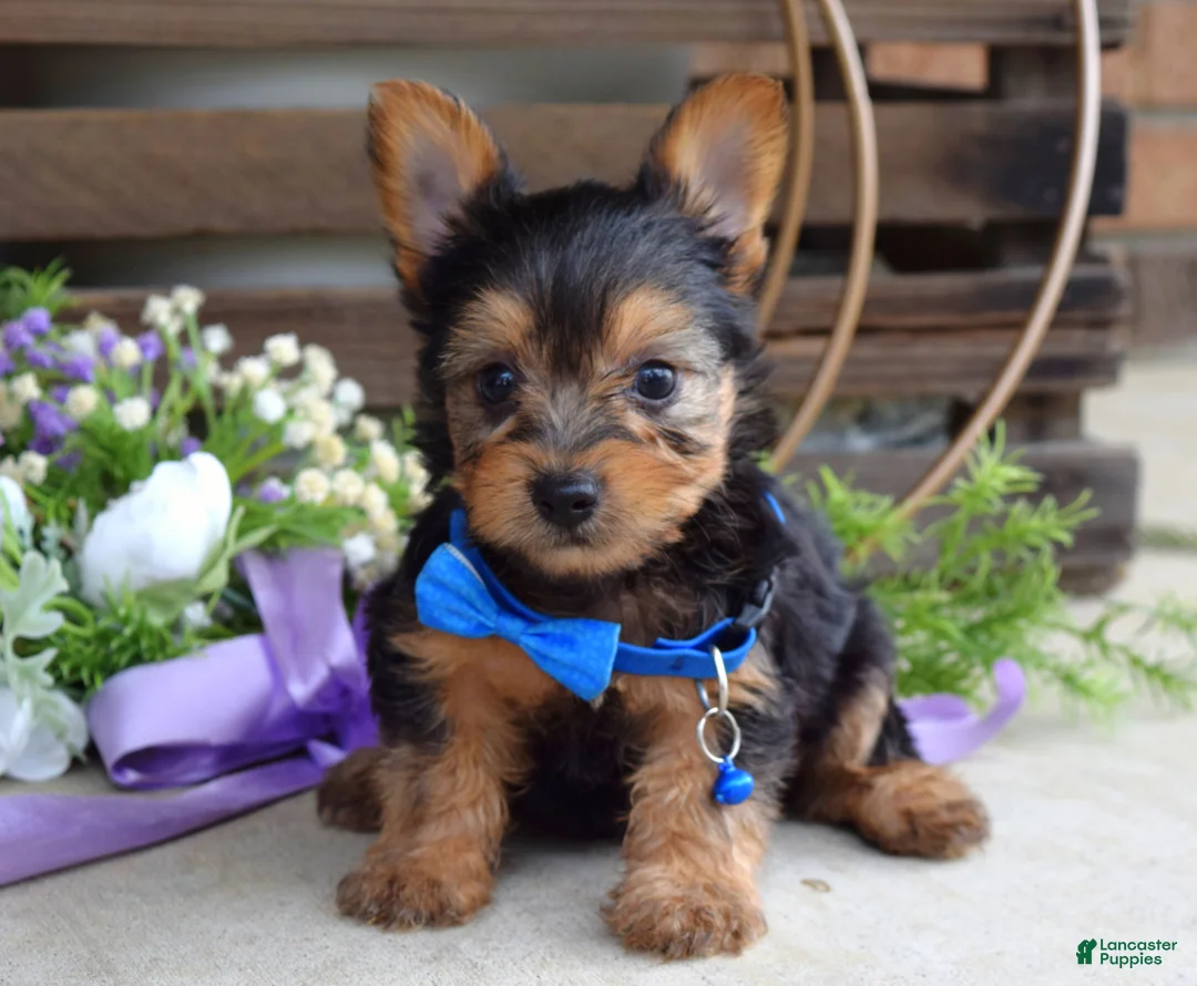 Yorkshire Terrier dogs for sale: Archie - Ad 7