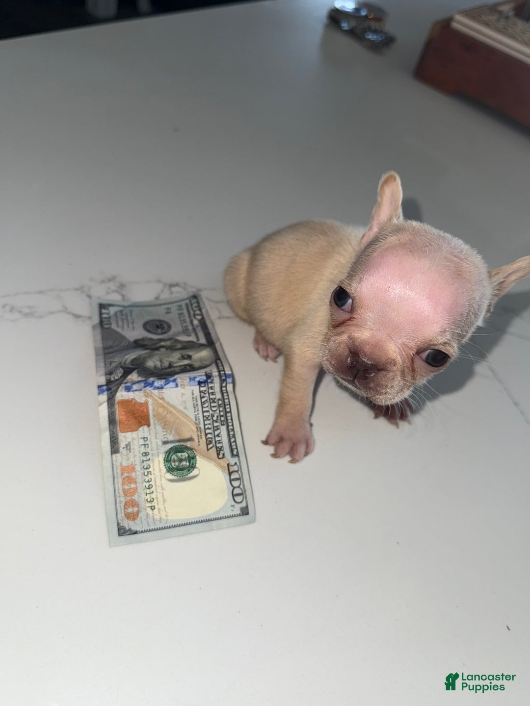 French Bulldog dogs for sale: French Bulldog Puppy 6 - Ad 5