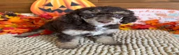 Miniature Poodle dogs for sale: Lainey - Ad 3
