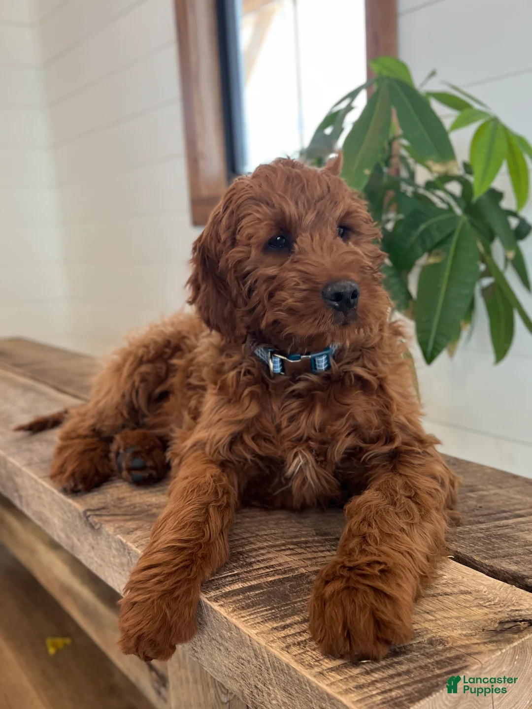Irish Doodle dogs for sale: Copper - Ad 13