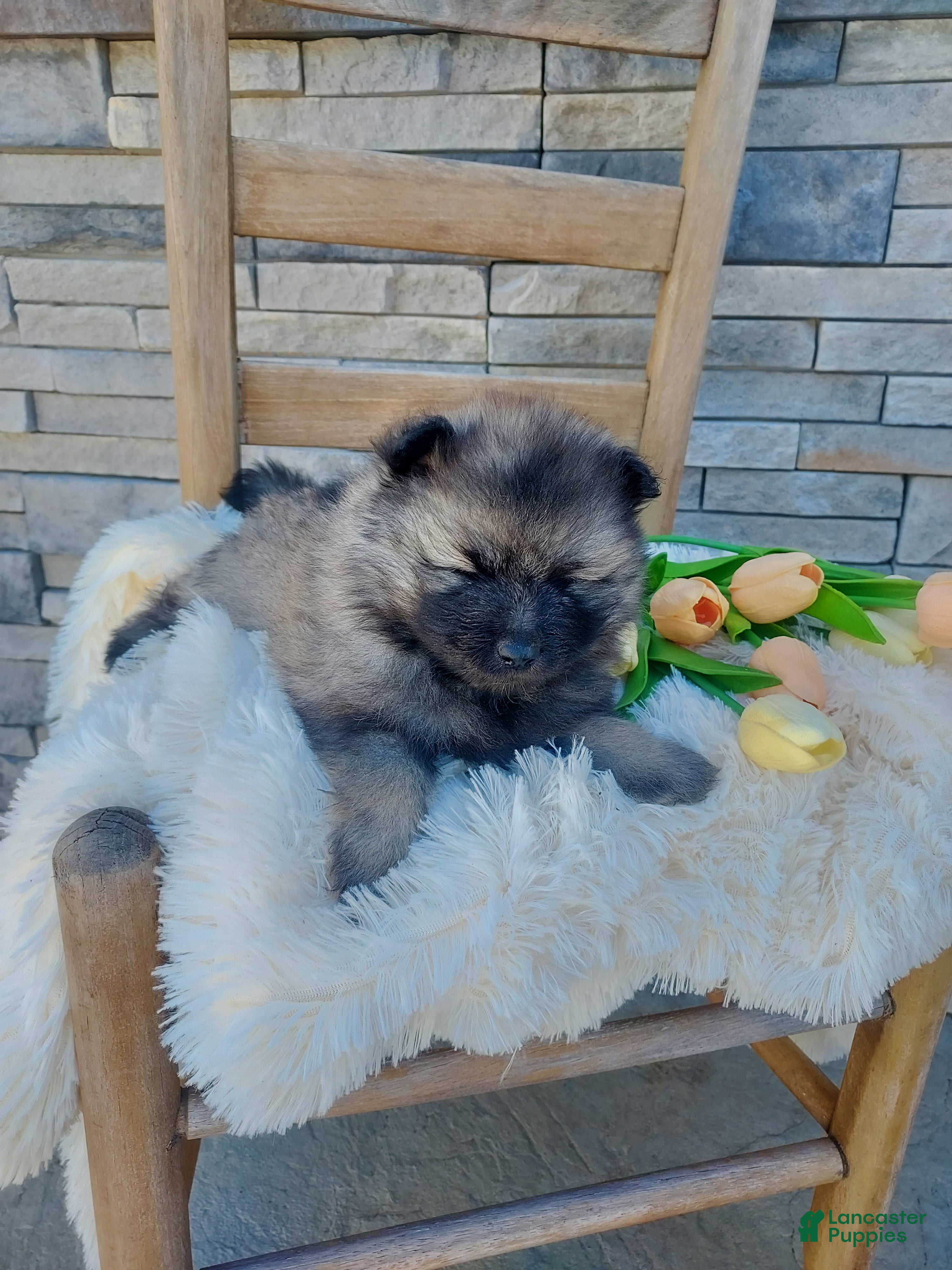 Keeshond dogs Allen - Ad 2