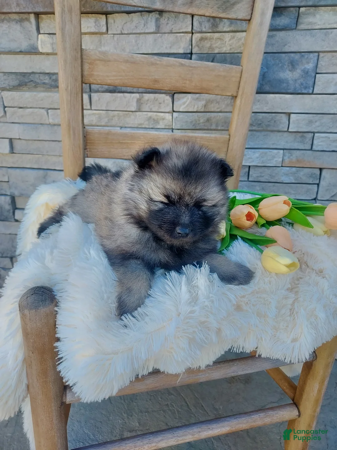 Keeshond dogs for sale: Allen - Ad 2