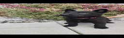 German Shepherd dogs for sale: Rose - Ad 4
