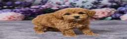 Bichpoo dogs for sale: Debbie - Ad 4