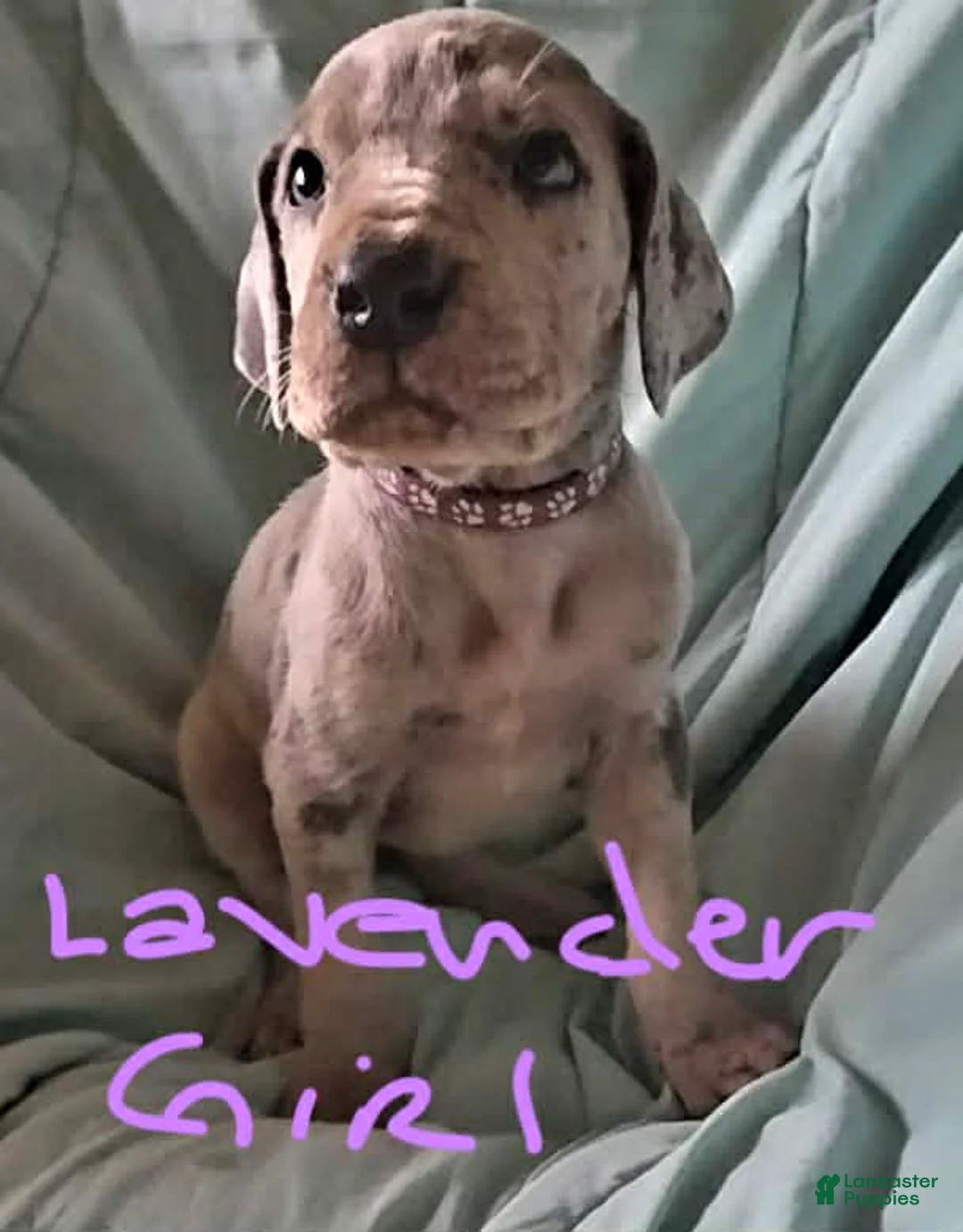 Great Dane dogs for sale: Lavender Collar Female  - Ad 1