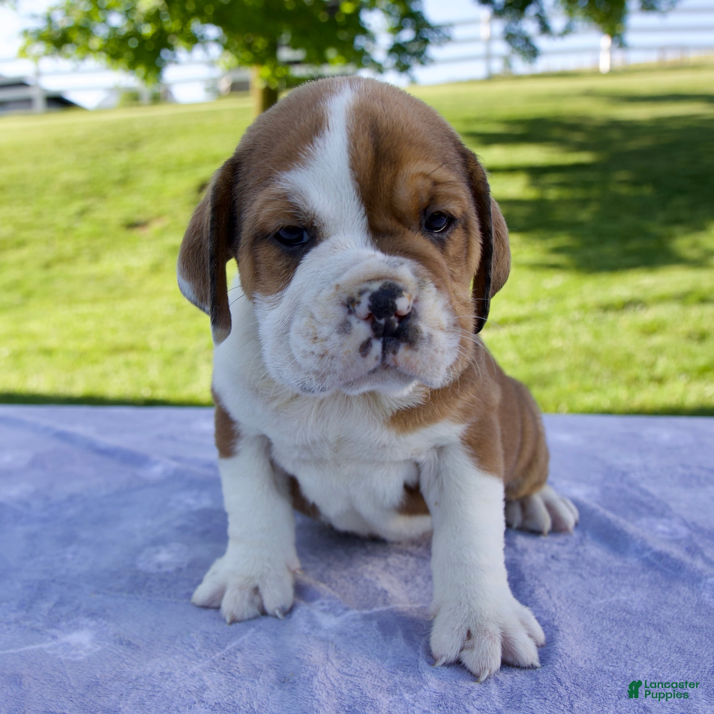 Beabull dogs Ana - Ad 1
