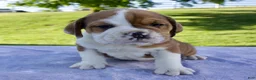 Beabull dogs for sale: Ana - Ad 1