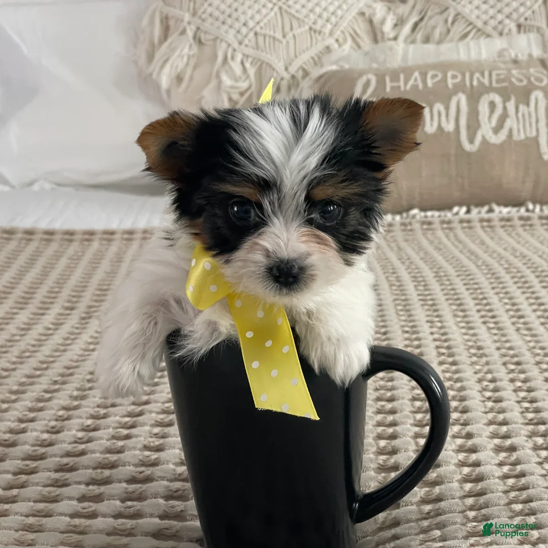 Biewer Terrier dogs for sale: Tiny Minnie - Ad 5
