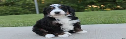 Mini Bernedoodle dogs for sale: Nellie  - Ad 3