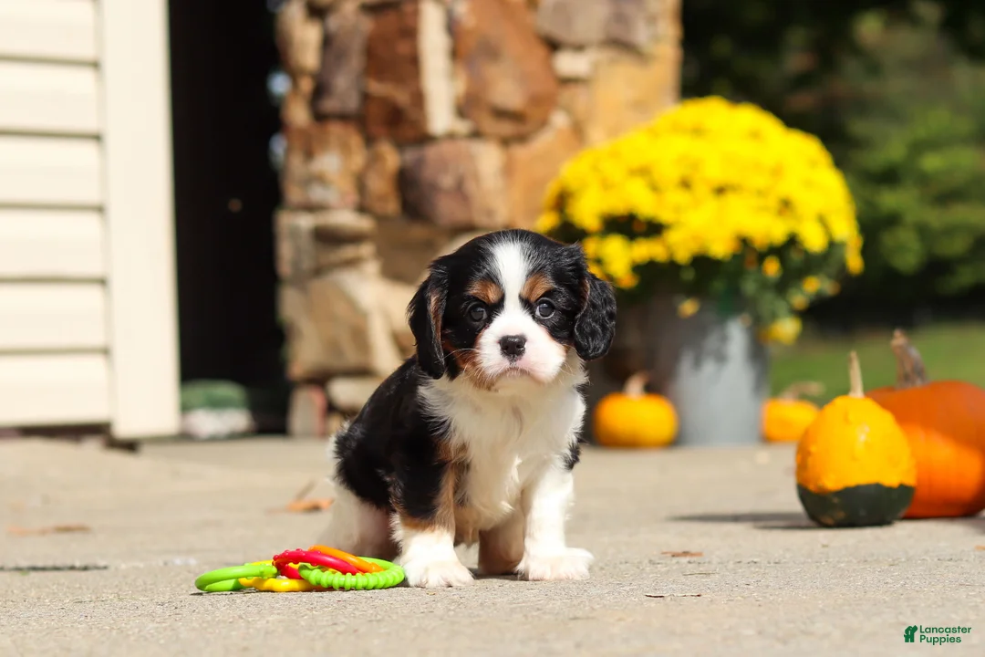 Cavalier King Charles Spaniel dogs for sale: Kaylee - Ad 2