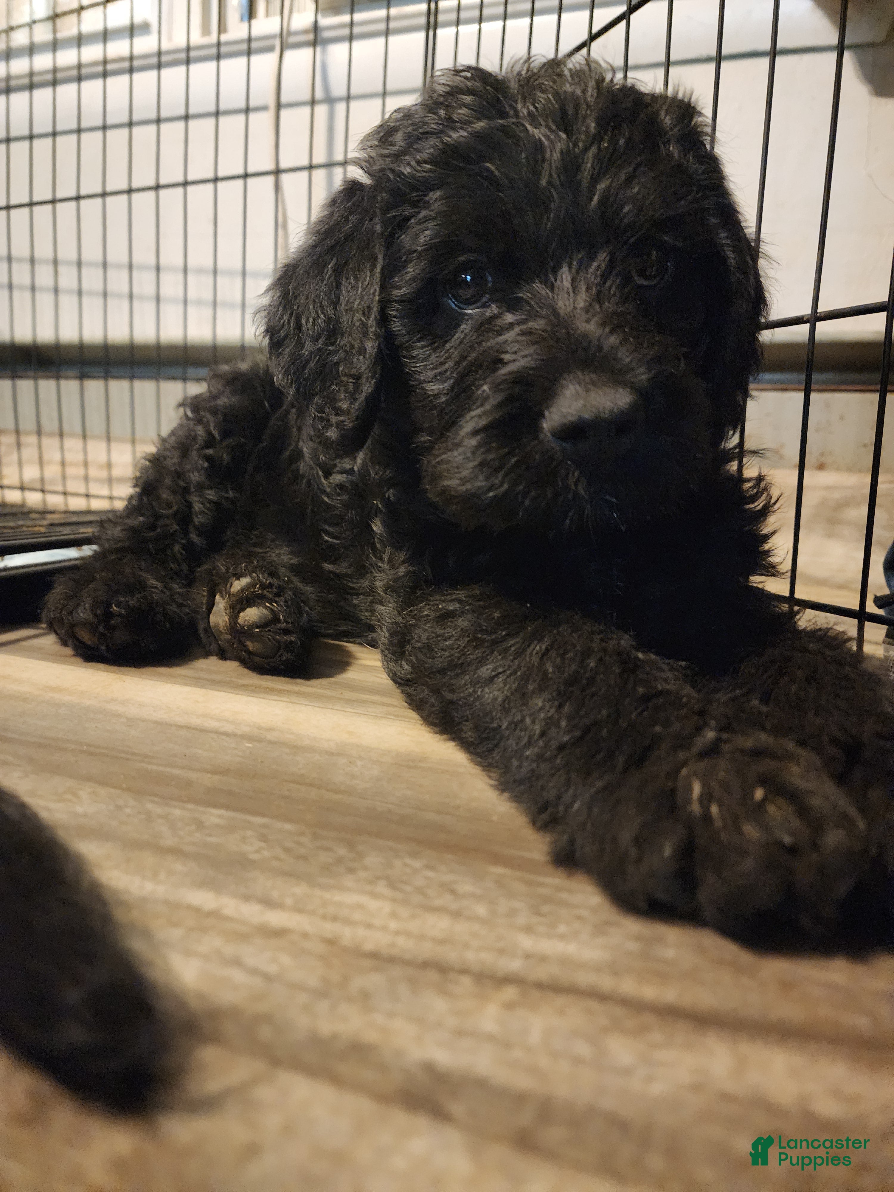 Labradoodle dogs Labradoodle 1 male - Ad 2