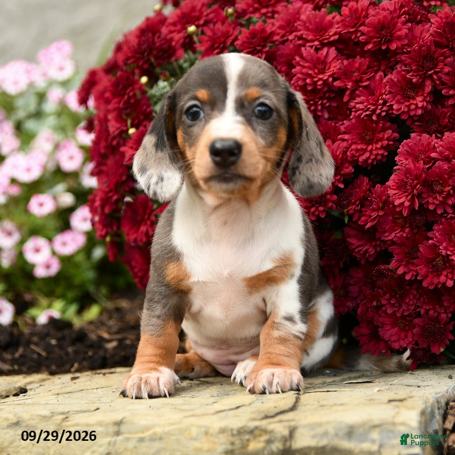Dixie