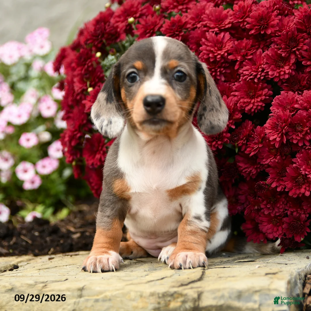 Dachshund dogs for sale: Dixie - Ad 1