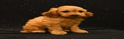 Cavapoo dogs for sale: Ranger - Ad 5