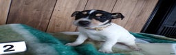 Jack Russell Terrier dogs for sale: Jack Russell Terrier Puppy 2 Jackie - Ad 2