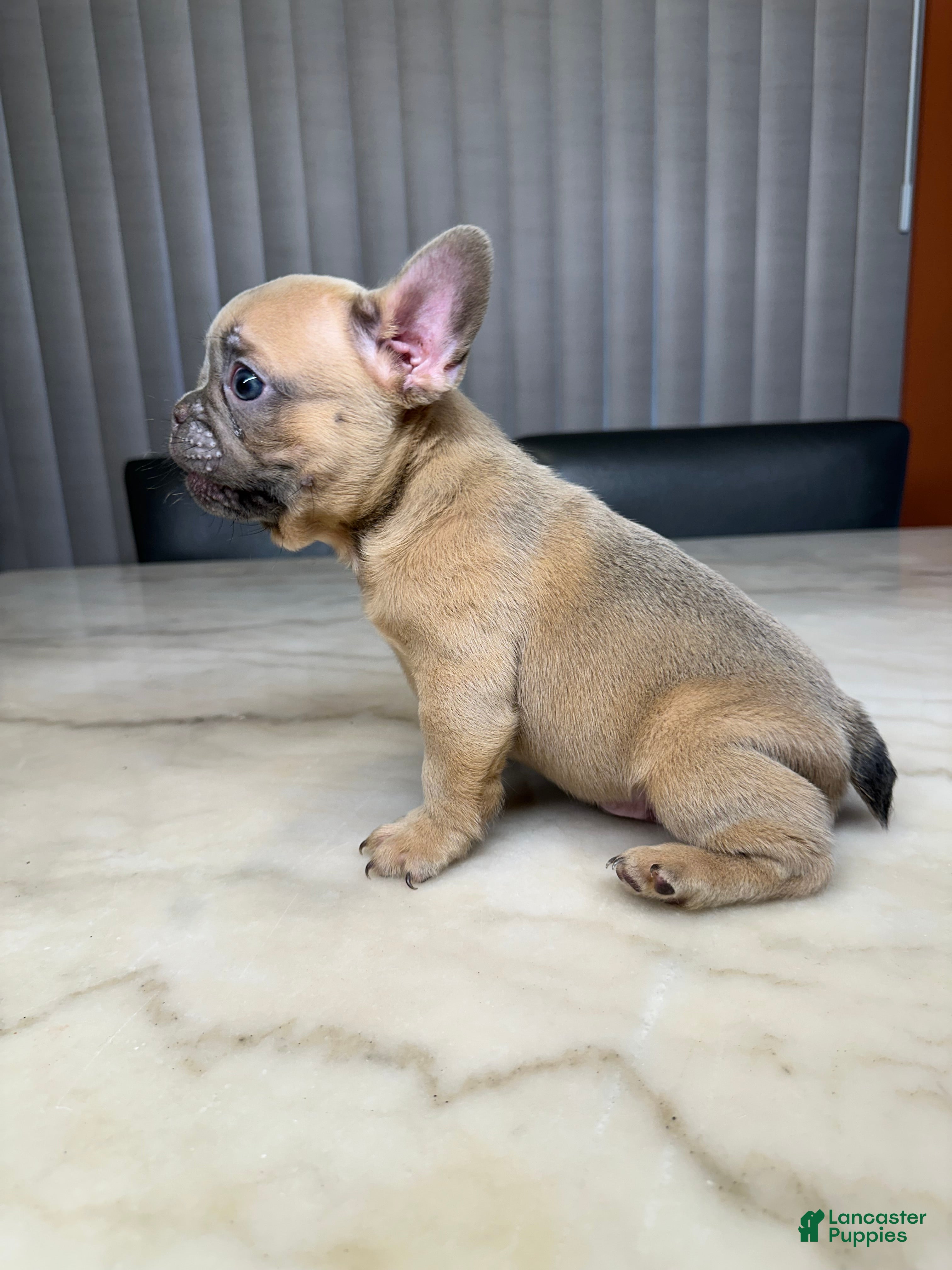 French Bulldog dogs French Bulldog 2 - Ad 25