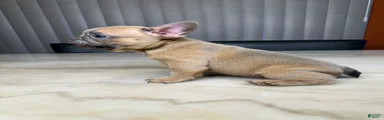 French Bulldog 2