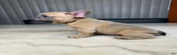 French Bulldog dogs for sale: French Bulldog 2 - Ad 1