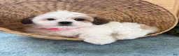 Teddy Bear dogs for sale: Sweetie - Ad 2