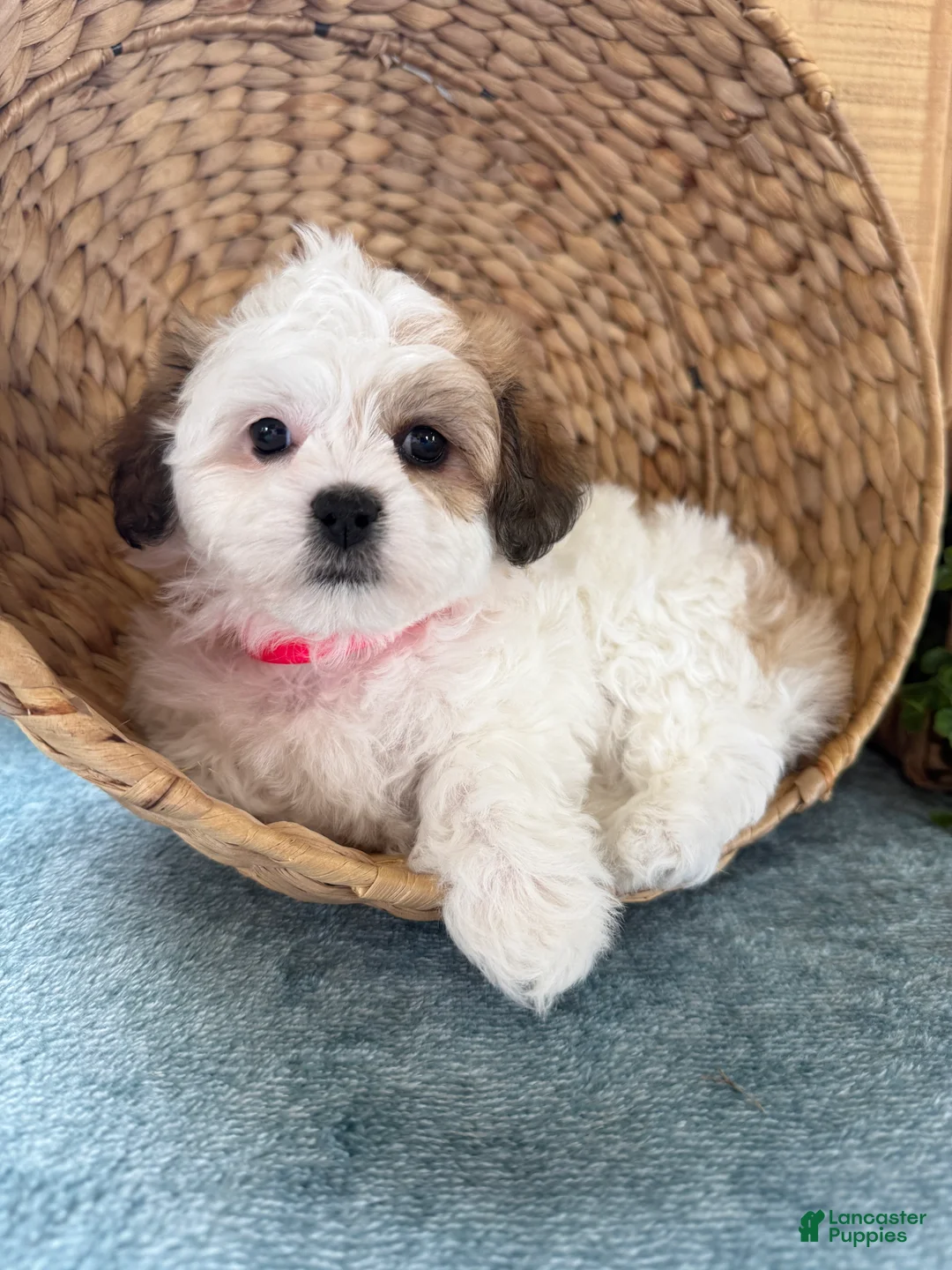 Teddy Bear dogs for sale: Sweetie - Ad 2