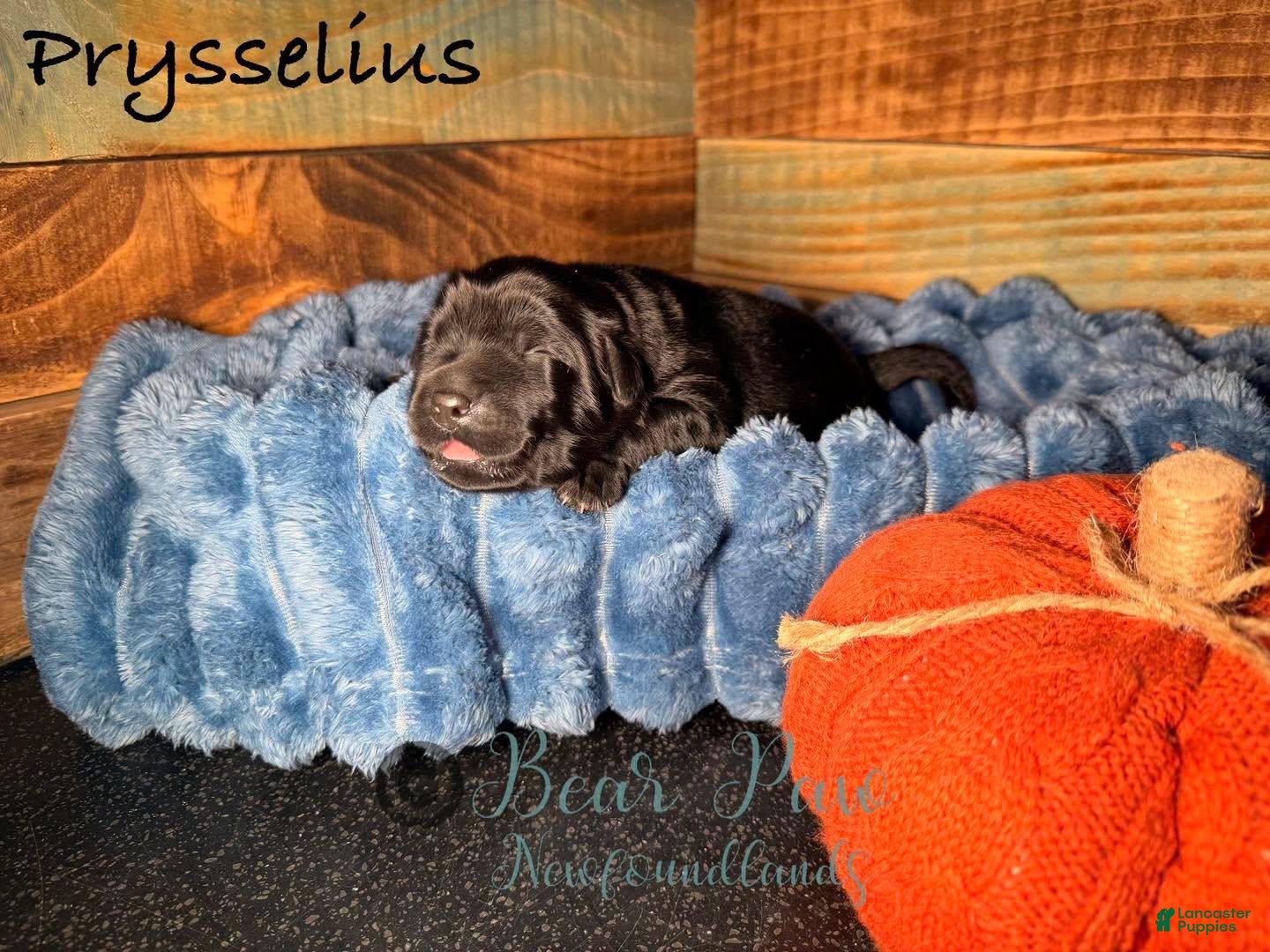 Prysselius
