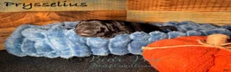 Newfoundland dogs for sale: Prysselius - Ad 1