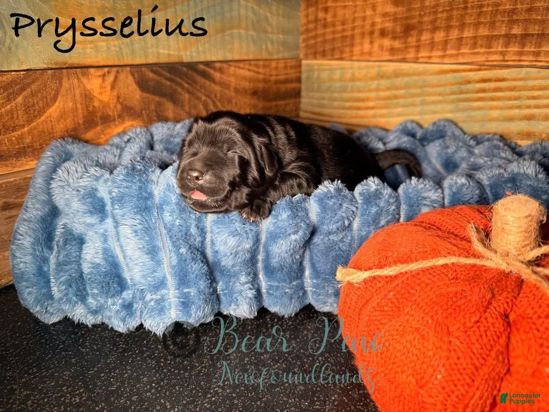 Newfoundland dogs for sale: Prysselius - Ad 1
