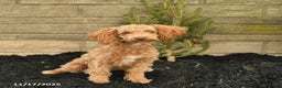 Toy Poodle dogs for sale: Sloane House Raised - Ad 1