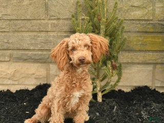 Toy Poodle dogs Sloane House Raised - Ad 16
