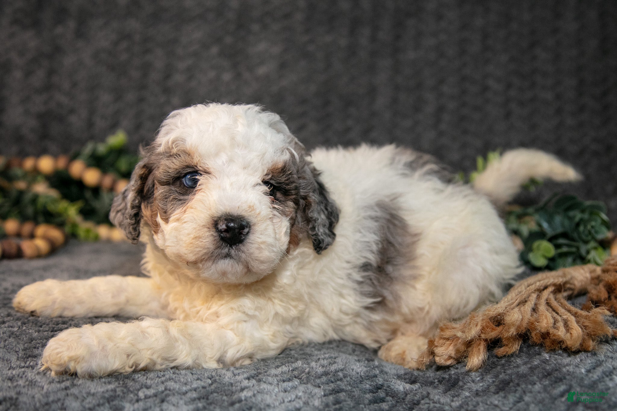 Mini Bernedoodle dogs Donny - Ad 1
