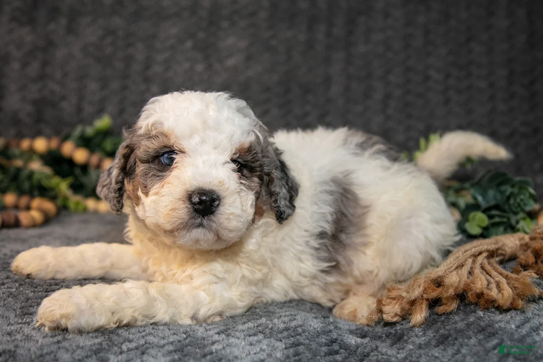 Mini Bernedoodle dogs for sale: Donny - Ad 1