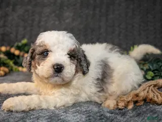 Mini Bernedoodle dogs for sale: Donny - Ad 4