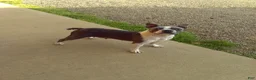 Boston Terrier dogs for sale: Ronnie - Ad 14