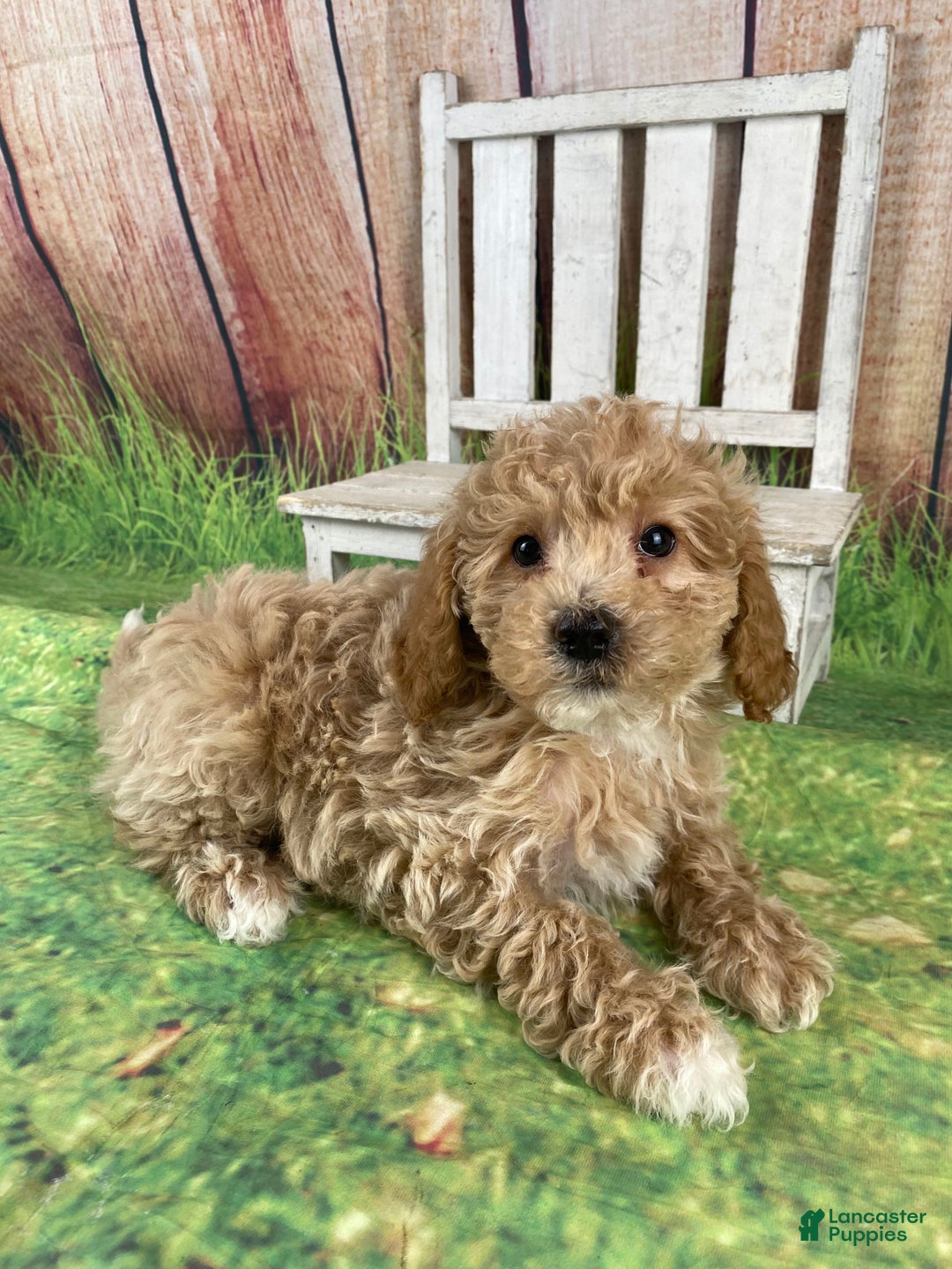 Miniature Poodle dogs for sale: Teddy - Ad 5